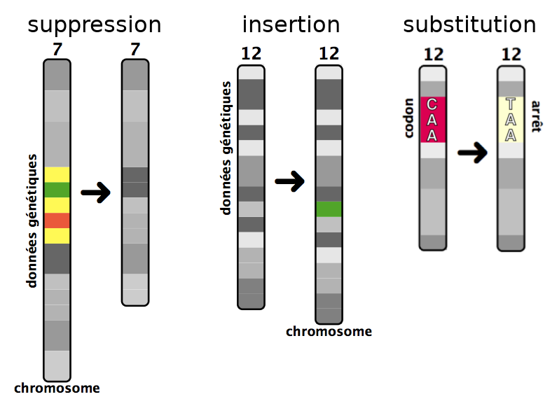 Mutations par suppression, insertion et substitution